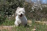 WESTIE 026